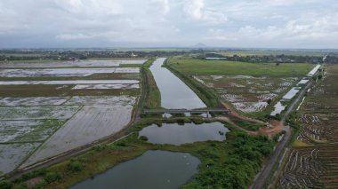 Kedah, Malezya 'nın Paddy Pirinç Tarlaları