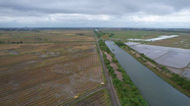 Kedah, Malezya 'nın Paddy Pirinç Tarlaları