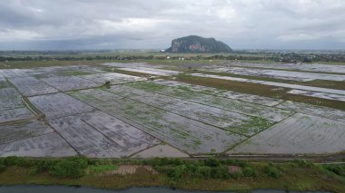 Kedah, Malezya 'nın Paddy Pirinç Tarlaları