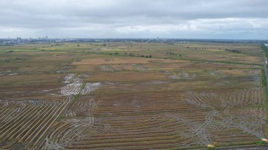 Kedah, Malezya 'nın Paddy Pirinç Tarlaları