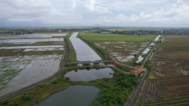 Kedah, Malezya 'nın Paddy Pirinç Tarlaları
