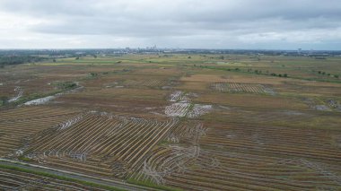 Kedah, Malezya 'nın Paddy Pirinç Tarlaları