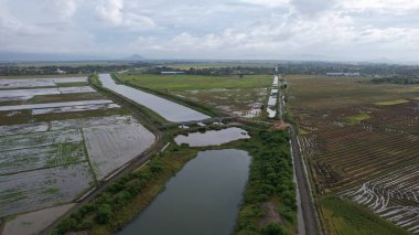 Kedah, Malezya 'nın Paddy Pirinç Tarlaları