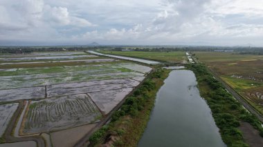 Kedah, Malezya 'nın Paddy Pirinç Tarlaları