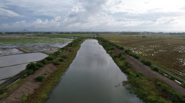 Kedah, Malezya 'nın Paddy Pirinç Tarlaları