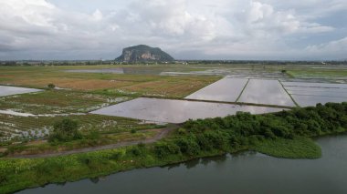 Kedah, Malezya 'nın Paddy Pirinç Tarlaları