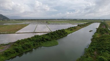Kedah, Malezya 'nın Paddy Pirinç Tarlaları