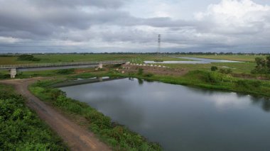 Kedah, Malezya 'nın Paddy Pirinç Tarlaları