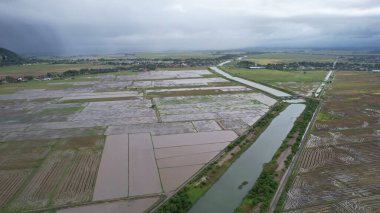 Kedah, Malezya 'nın Paddy Pirinç Tarlaları