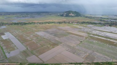 Kedah, Malezya 'nın Paddy Pirinç Tarlaları