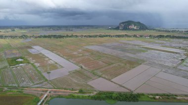 Kedah, Malezya 'nın Paddy Pirinç Tarlaları