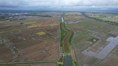 Kedah, Malezya 'nın Paddy Pirinç Tarlaları