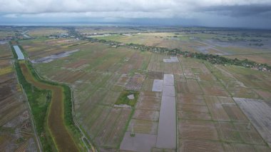 Kedah, Malezya 'nın Paddy Pirinç Tarlaları