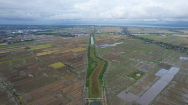 Kedah, Malezya 'nın Paddy Pirinç Tarlaları