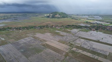 Kedah, Malezya 'nın Paddy Pirinç Tarlaları