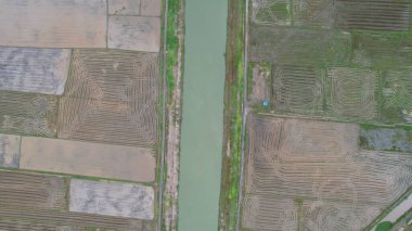 Kedah, Malezya 'nın Paddy Pirinç Tarlaları