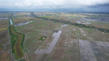 Kedah, Malezya 'nın Paddy Pirinç Tarlaları