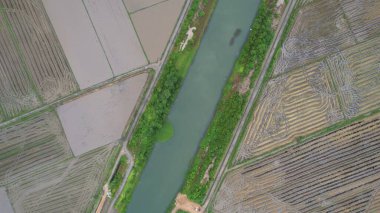 Kedah, Malezya 'nın Paddy Pirinç Tarlaları