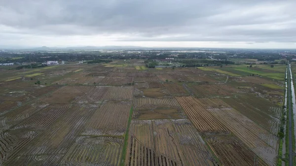 Kedah, Malezya 'nın Paddy Pirinç Tarlaları