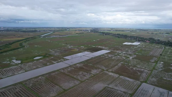 Kedah, Malezya 'nın Paddy Pirinç Tarlaları