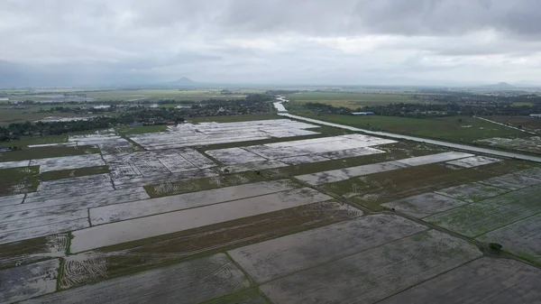 Kedah, Malezya 'nın Paddy Pirinç Tarlaları