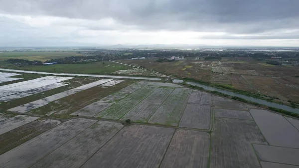 Kedah, Malezya 'nın Paddy Pirinç Tarlaları