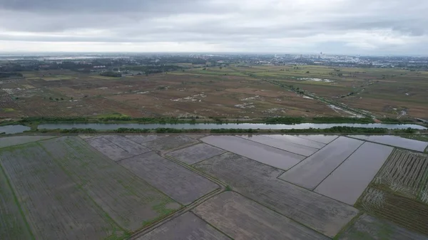 Kedah, Malezya 'nın Paddy Pirinç Tarlaları