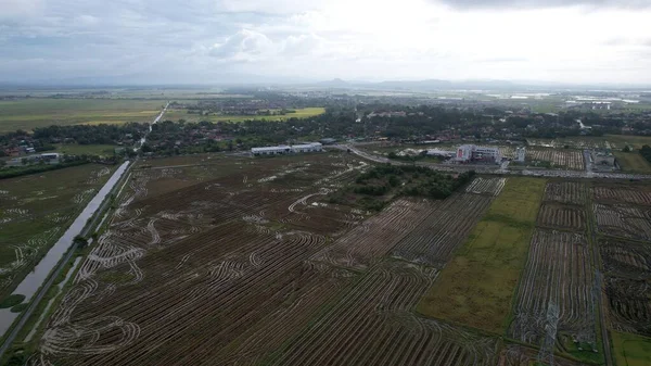 Kedah, Malezya 'nın Paddy Pirinç Tarlaları