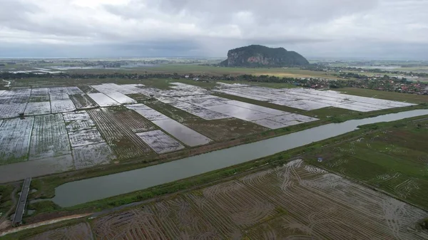 Kedah, Malezya 'nın Paddy Pirinç Tarlaları