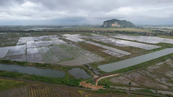Kedah, Malezya 'nın Paddy Pirinç Tarlaları