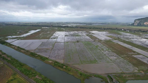 Kedah, Malezya 'nın Paddy Pirinç Tarlaları