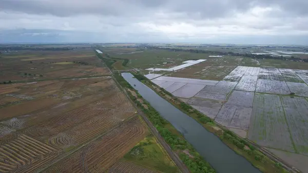 Kedah, Malezya 'nın Paddy Pirinç Tarlaları