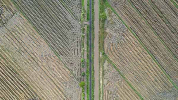 Pola Ryżowe Paddy Kedah Malezja — Zdjęcie stockowe