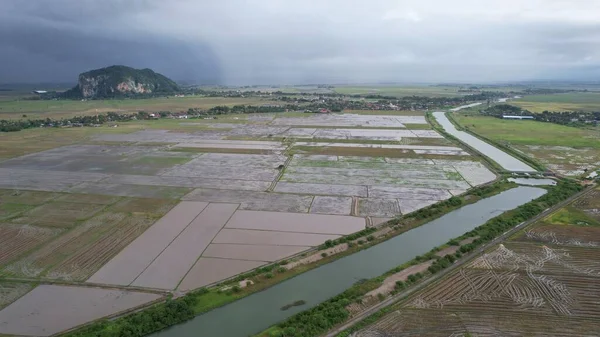Kedah, Malezya 'nın Paddy Pirinç Tarlaları