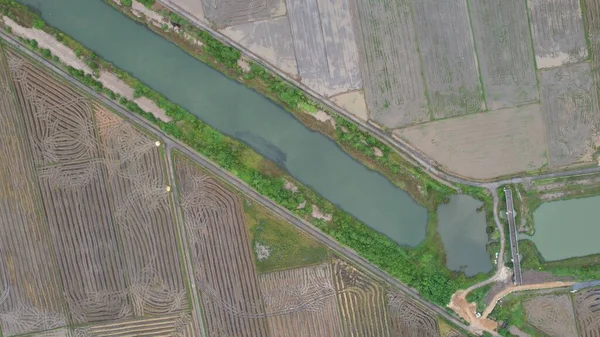 Los Campos Arroz Arroz Kedah Malasia — Foto de Stock