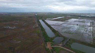 Kedah, Malezya 'nın Paddy Pirinç Tarlaları