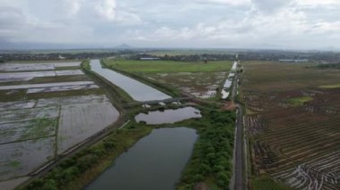 Kedah, Malezya 'nın Paddy Pirinç Tarlaları