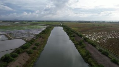 Kedah, Malezya 'nın Paddy Pirinç Tarlaları