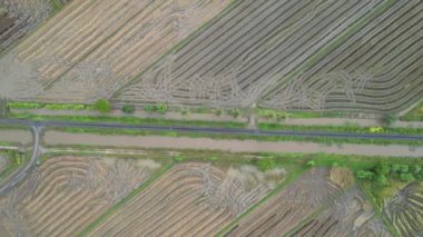 Kedah, Malezya 'nın Paddy Pirinç Tarlaları