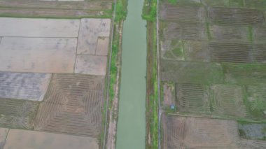 Kedah, Malezya 'nın Paddy Pirinç Tarlaları