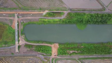 Kedah, Malezya 'nın Paddy Pirinç Tarlaları