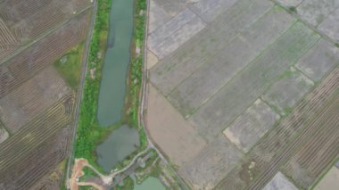 Kedah, Malezya 'nın Paddy Pirinç Tarlaları