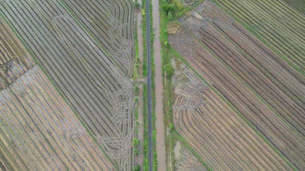 Los Campos Arroz Arroz Kedah Malasia — Vídeos de Stock