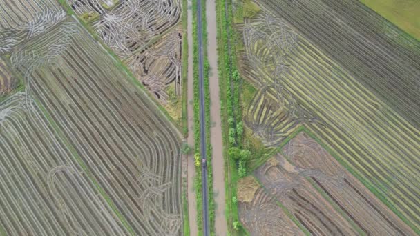 Los Campos Arroz Arroz Kedah Malasia — Vídeos de Stock