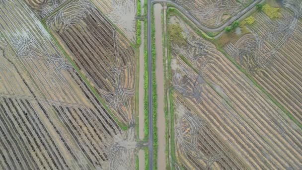 马来西亚凯达的稻田 — 图库视频影像