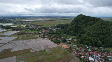 Kedah, Malezya 'nın Paddy Pirinç Tarlaları