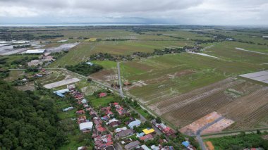 Kedah, Malezya 'nın Paddy Pirinç Tarlaları