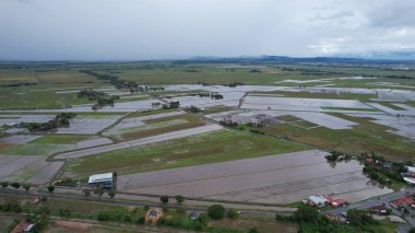 Kedah, Malezya 'nın Paddy Pirinç Tarlaları