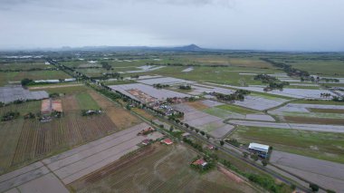 Kedah, Malezya 'nın Paddy Pirinç Tarlaları
