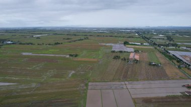 Kedah, Malezya 'nın Paddy Pirinç Tarlaları
